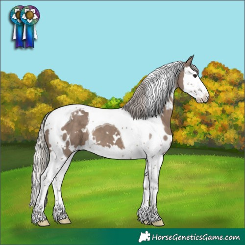 Horse Color:White Spotted Silver Grullo Splash Tobiano 