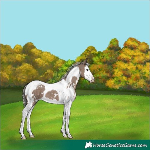 Horse Color:White Spotted Silver Grullo Splash Tobiano 