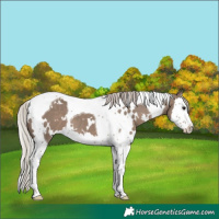 Horse Color:White Spotted Silver Grullo Splash Tobiano