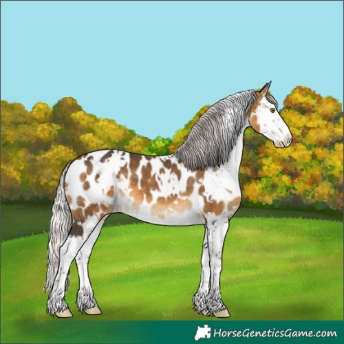 Horse Color:White Spotted Silver Buckskin Splash Near Leopard 