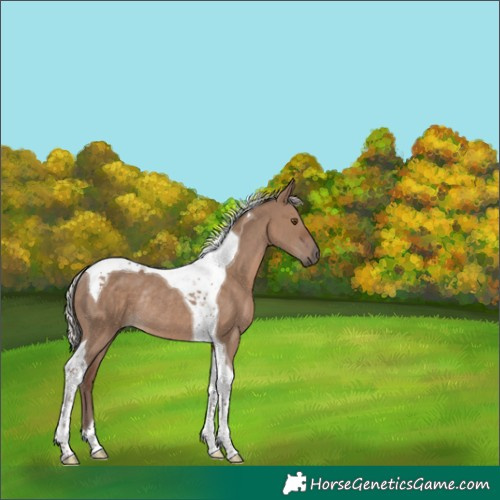 Horse Color:Silver Grullo Tobiano Rabicano 
