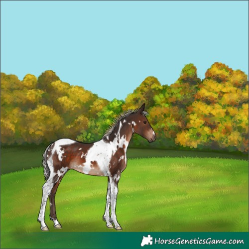 Horse Color:White Spotted Silver Brown Tobiano 