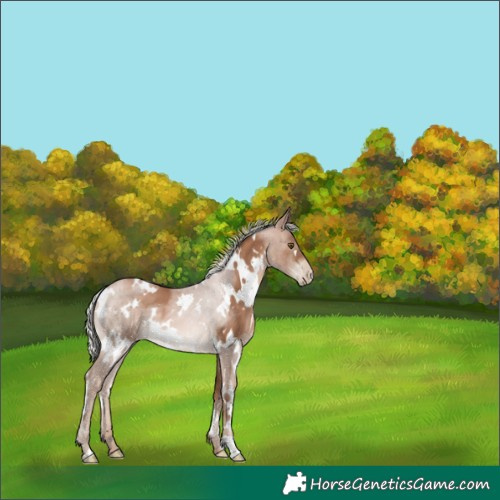 Horse Color:White Spotted Silver Brown Pearl 