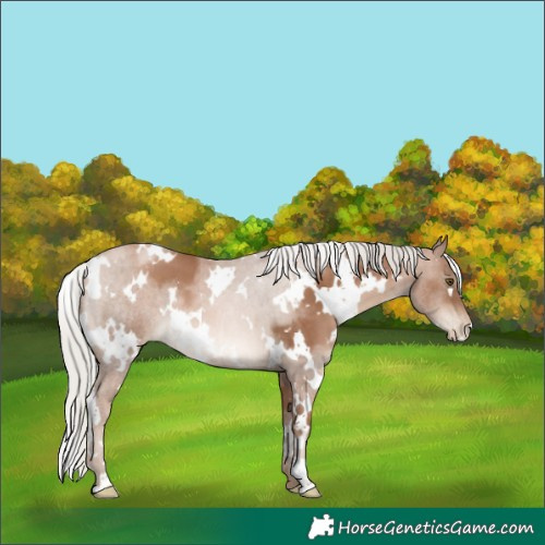 Horse Color:White Spotted Silver Brown Pearl 
