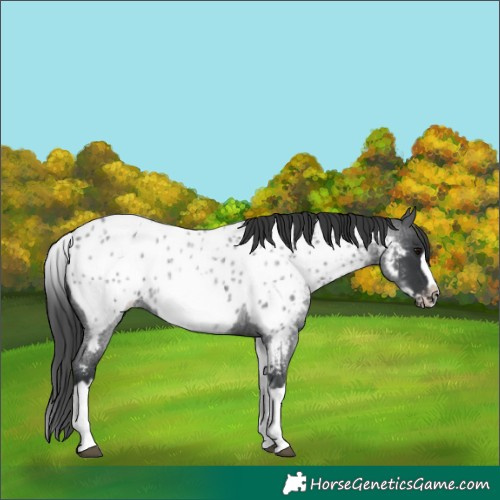 Horse Color:White Spotted Blue Roan Splash Frame Appaloosa 