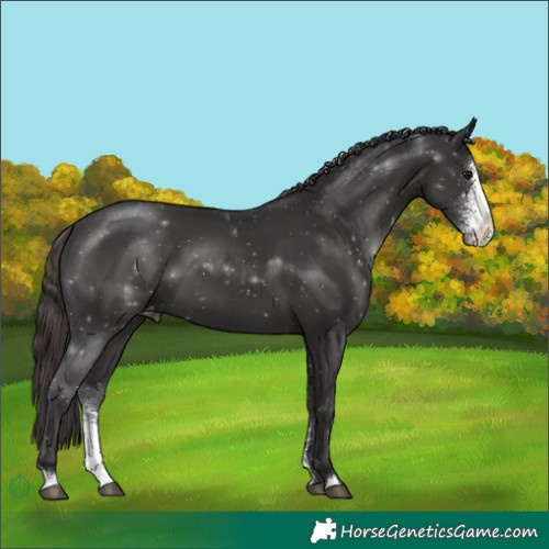 Horse Color:Smoky Black Sabino Appaloosa 