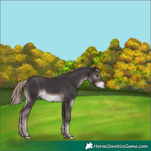 Horse Color:Platinum Liver Chestnut 