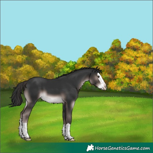 Horse Color:Platinum Liver Chestnut Splash 