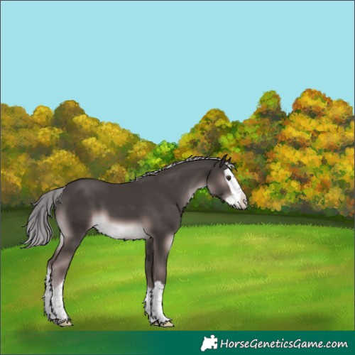 Horse Color:Platinum Liver Chestnut Splash 