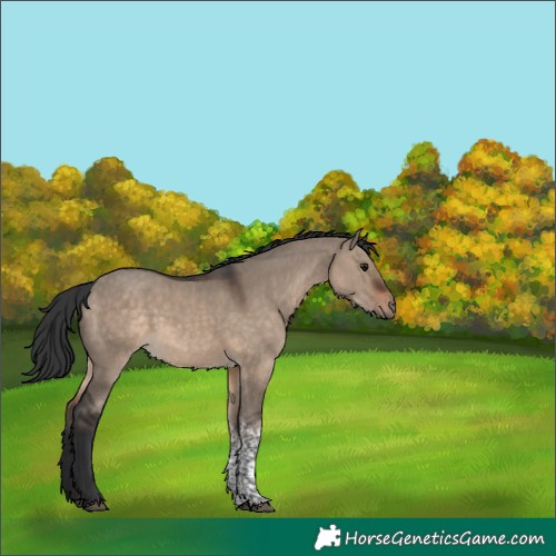 Horse Color:Brown Dun Tobiano 