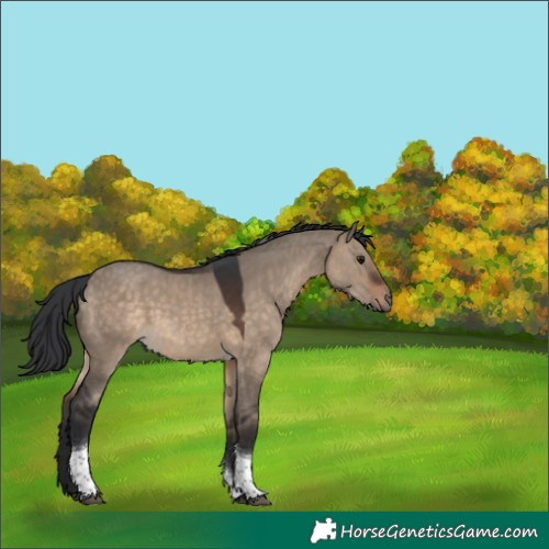 Horse Color:Brown Dun Tobiano 