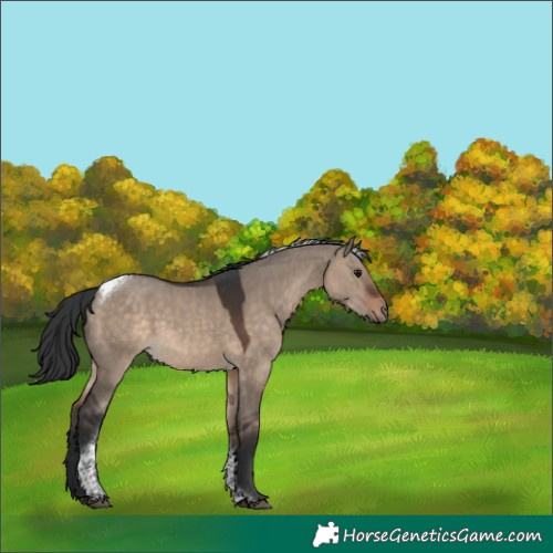 Horse Color:Brown Dun Tobiano 