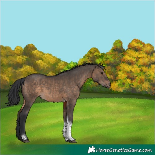 Horse Color:Brown Dun Tobiano 