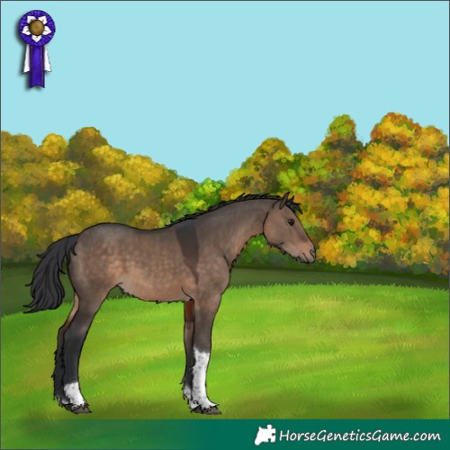 Horse Color:Brown Dun Tobiano 