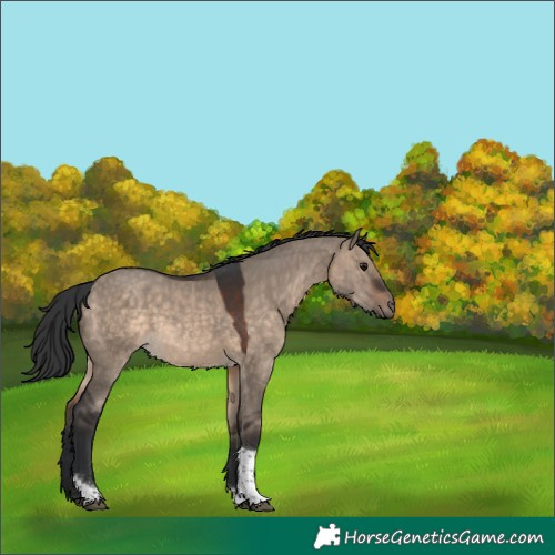 Horse Color:Brown Dun Tobiano