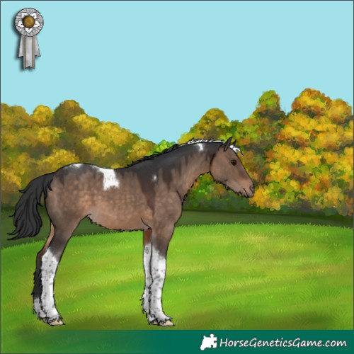 Horse Color:Brown Dun Tobiano 