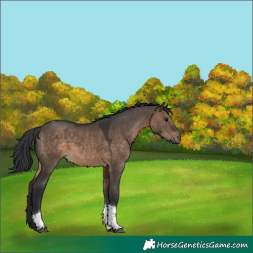 Horse Color:Brown Dun Tobiano 