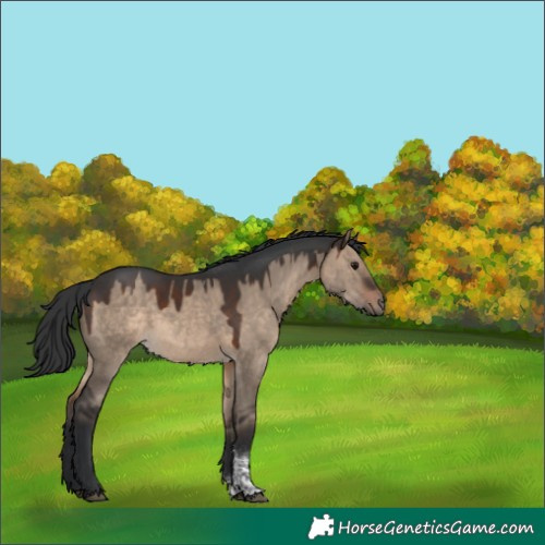 Horse Color:Brown Dun Tobiano 