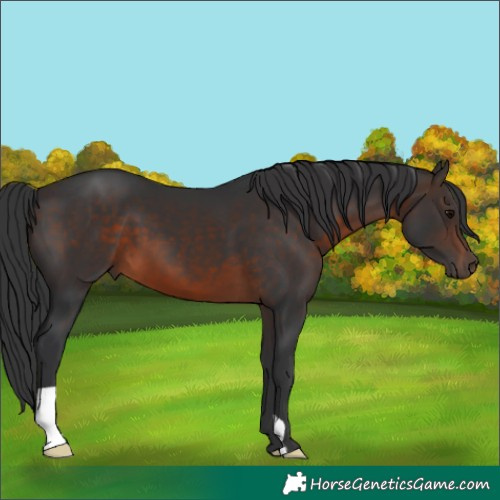Horse Color:Brown 