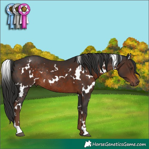 Horse Color:White Spotted Liver Chestnut Rabicano 