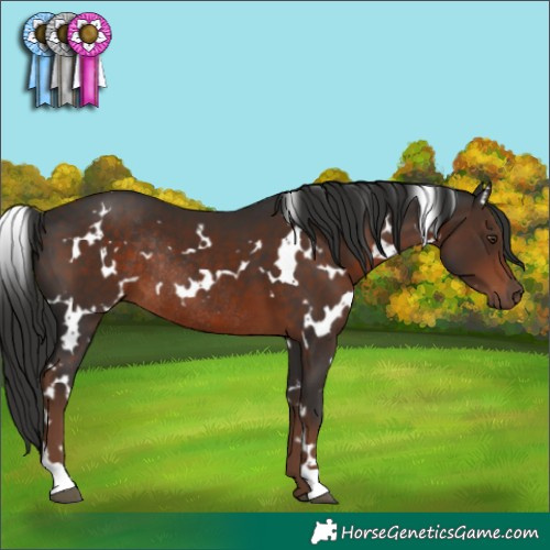 Horse Color:White Spotted Liver Chestnut Rabicano 