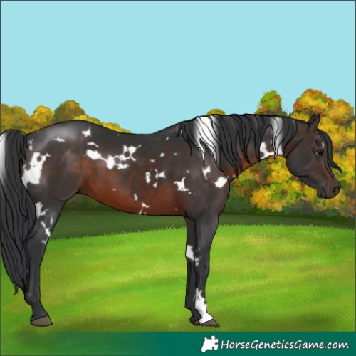 Horse Color:White Spotted Brown 