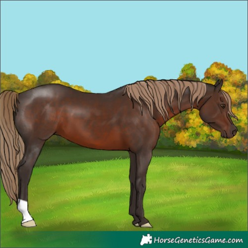 Horse Color:Liver Chestnut 