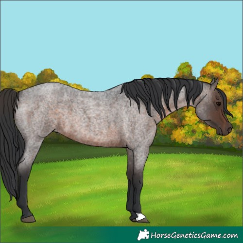 Horse Color:Brown Roan 