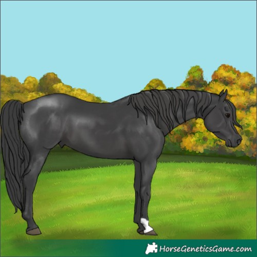 Horse Color:Black 