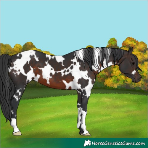 Horse Color:White Spotted Brown 