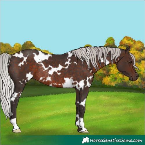Horse Color:White Spotted Silver Bay Rabicano 