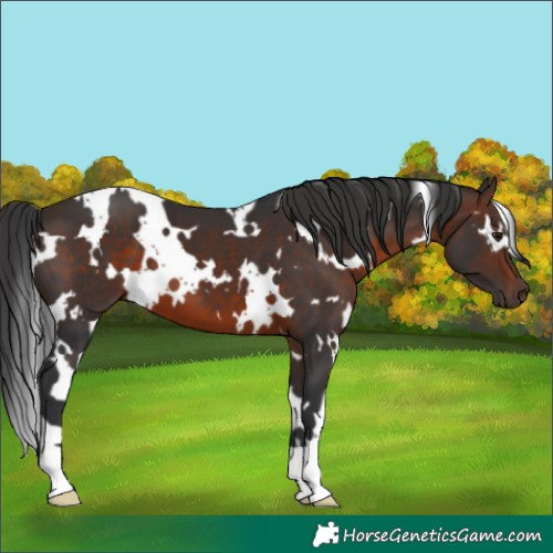Horse Color:White Spotted Brown 