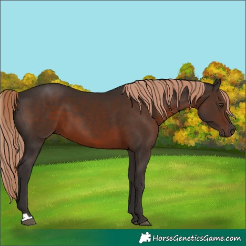 Horse Color:Liver Chestnut 