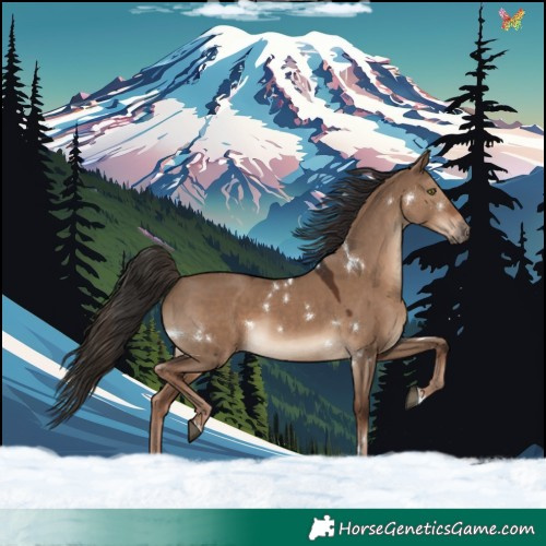 Horse Color:White Spotted Liver Red Dun Rabicano 