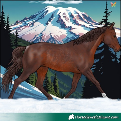 Horse Color:Chocolate Brown Rabicano 
