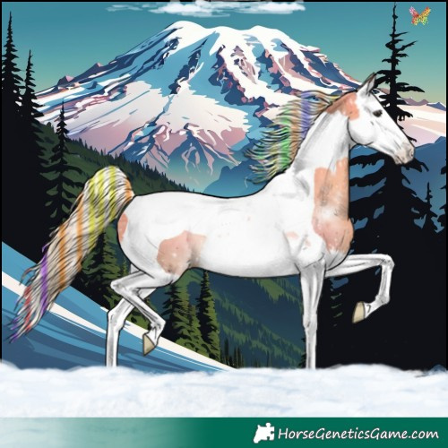 Horse Color:Painted Chocolate Palomino Splash Tobiano Rabicano 