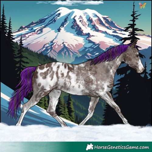 Horse Color:Painted Liver Chestnut Sabino Appaloosa 