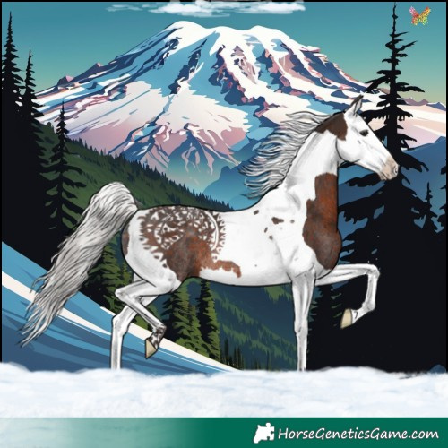Horse Color:Silver Brown Splash Tobiano Rabicano 