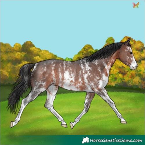 Horse Color:Brown Sabino Rabicano