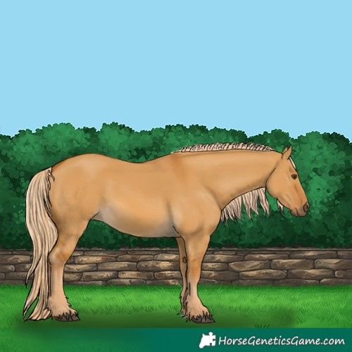 Horse Color:Palomino Dun 