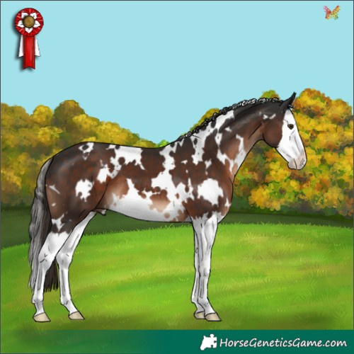 Horse Color:White Spotted Liver Chestnut Splash