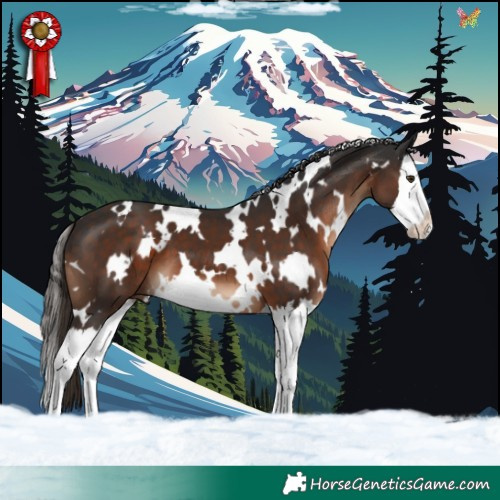 Horse Color:White Spotted Liver Chestnut Splash 