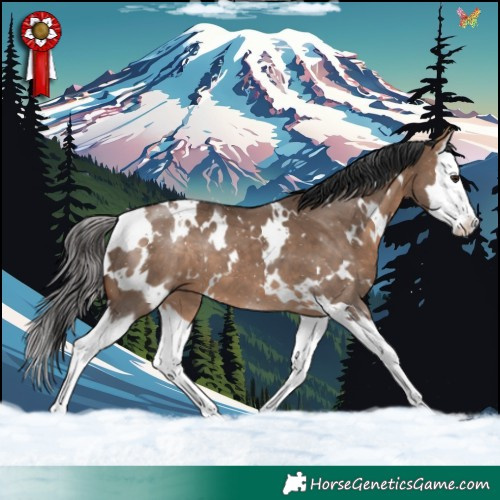 Horse Color:White Spotted Bay Dun Splash 