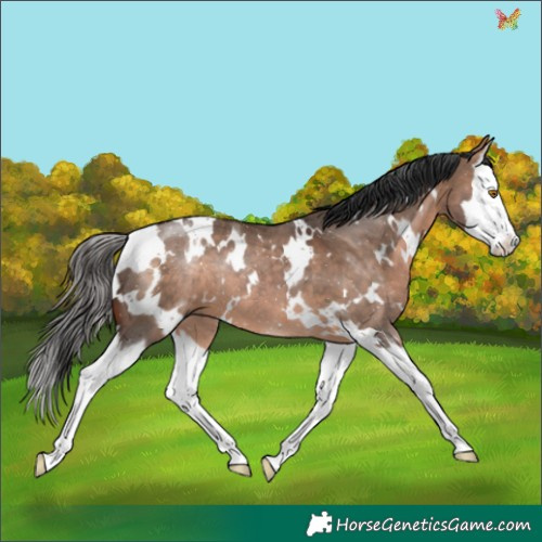 Horse Color:White Spotted Bay Dun Splash 