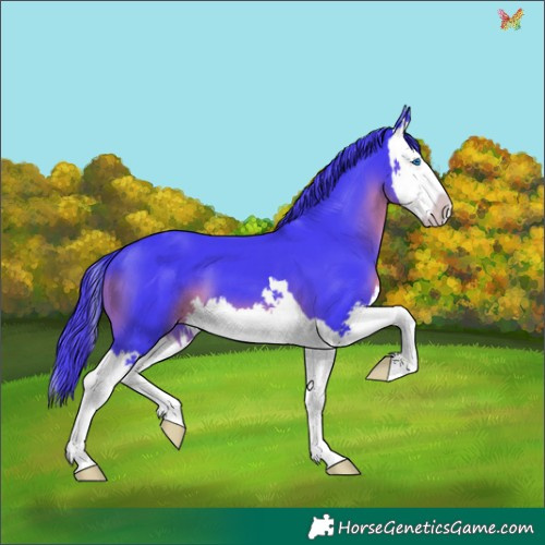 Horse Color:Watercolor Black Splash 