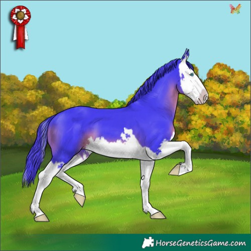 Horse Color:Watercolor Black Splash