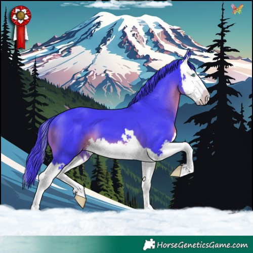 Horse Color:Watercolor Black Splash 