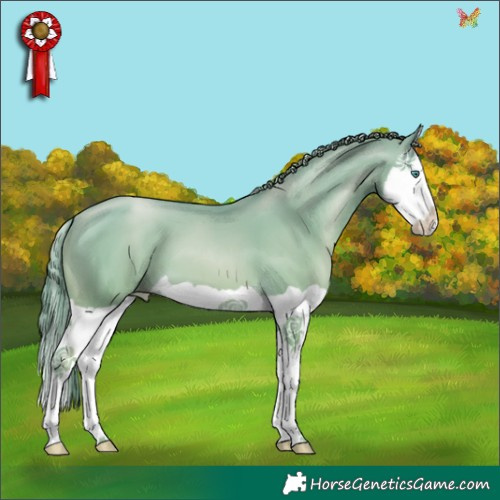 Horse Color:Black Snowdrop Pearl Splash 