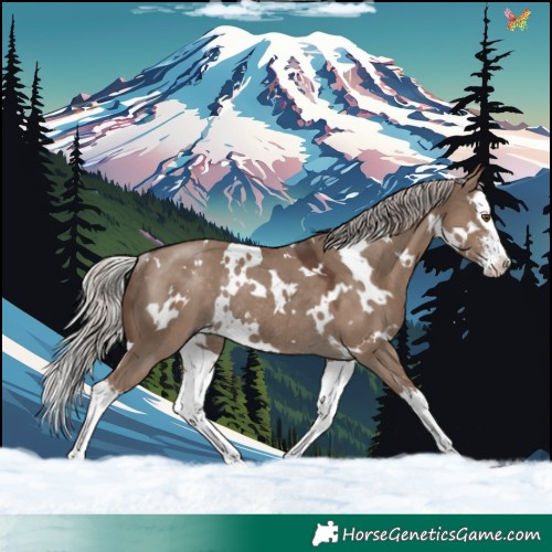 Horse Color:White Spotted Silver Grullo Sabino Splash Rabicano 