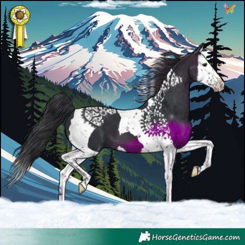 Horse Color:Brown Splash Tobiano 